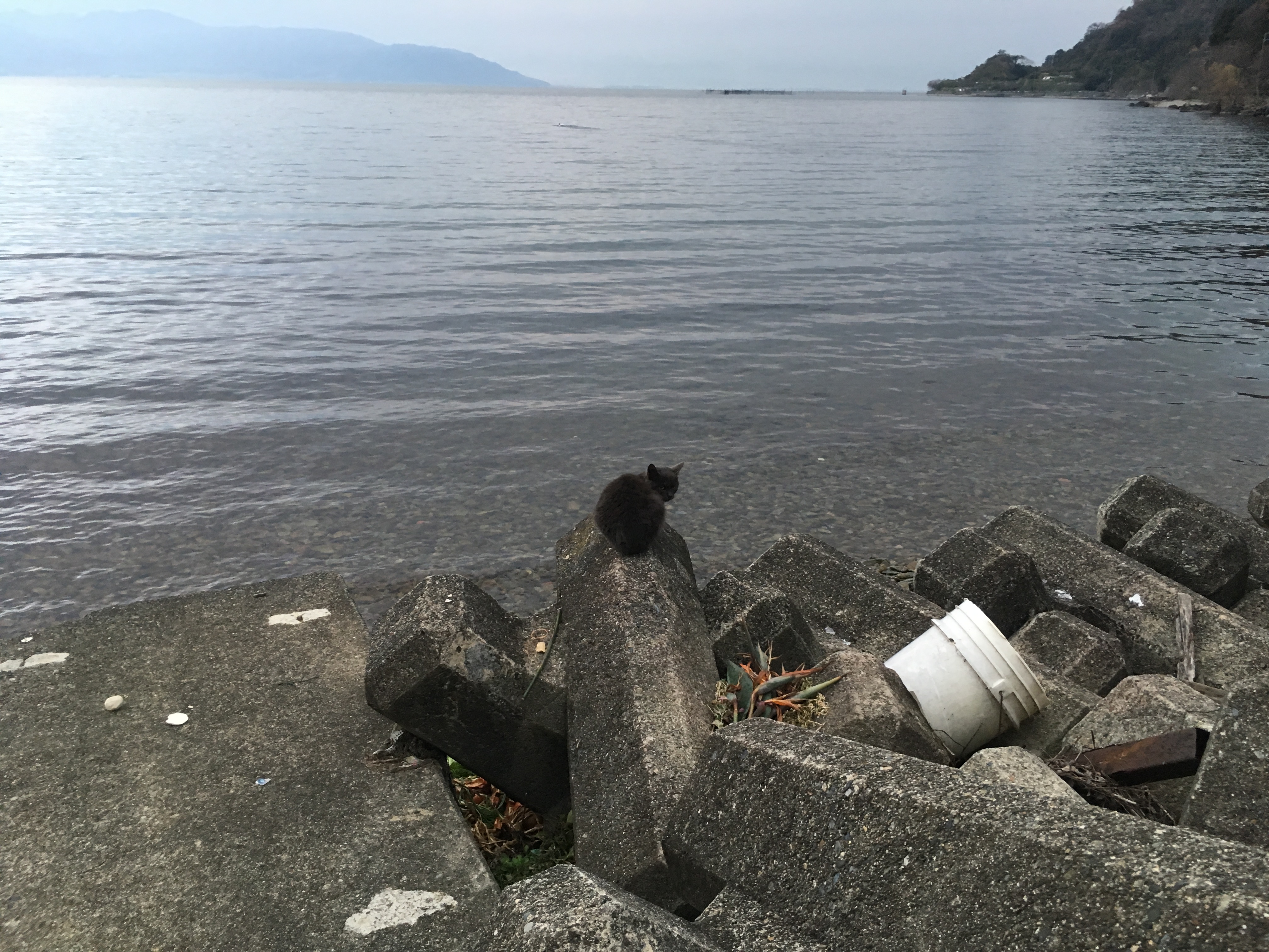 琵琶湖に佇む猫