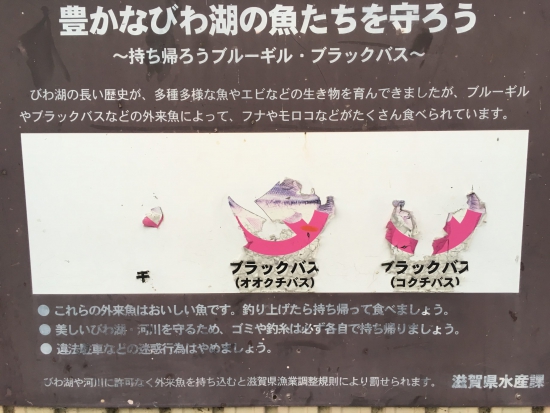 琵琶湖の魚たち