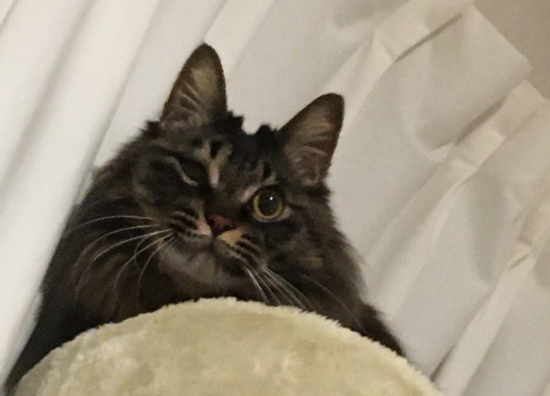 ねこ