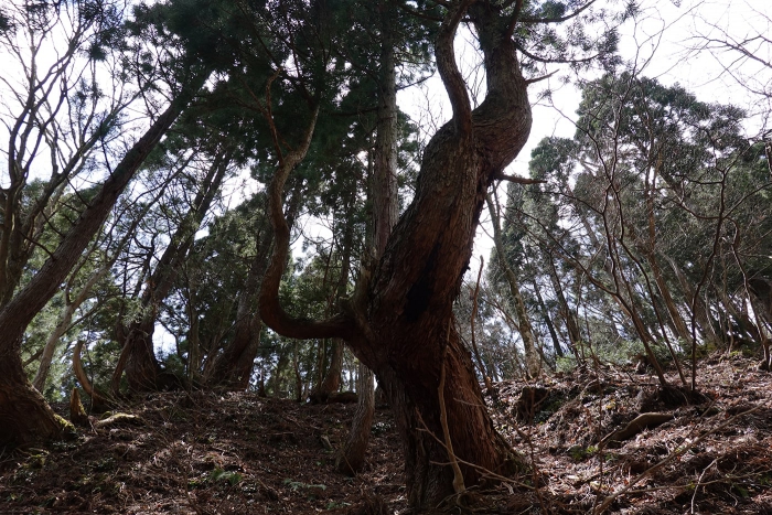 武奈ヶ岳