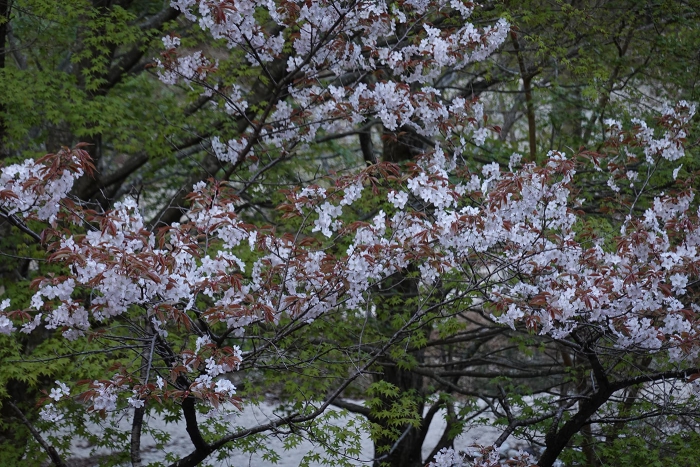 武奈ヶ岳