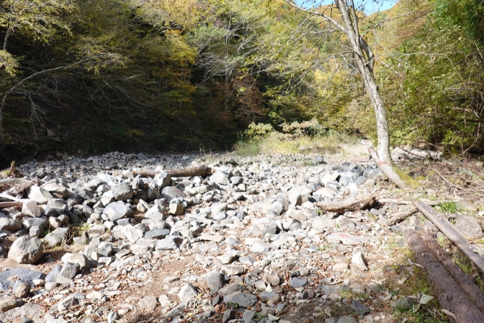 氷ノ山山頂でヤマネを発見！