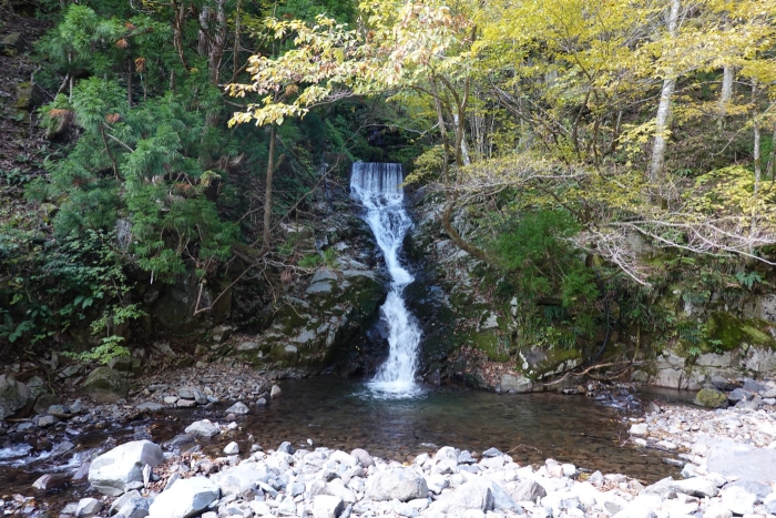 氷ノ山山頂でヤマネを発見！