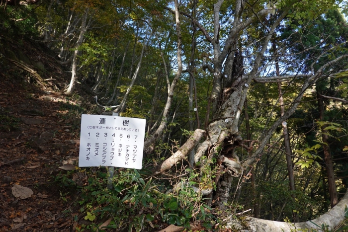 氷ノ山山頂でヤマネを発見！