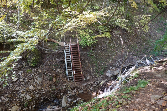 氷ノ山山頂でヤマネを発見！