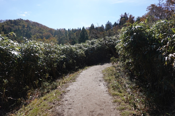 氷ノ山山頂でヤマネを発見！