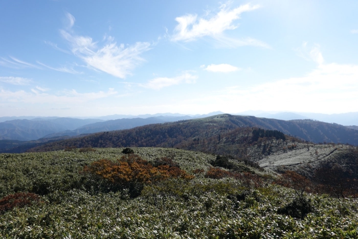 氷ノ山山頂でヤマネを発見！