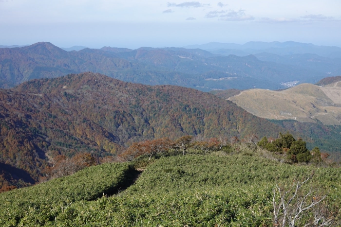 氷ノ山山頂でヤマネを発見！