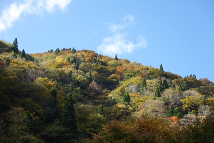 氷ノ山山頂でヤマネを発見！